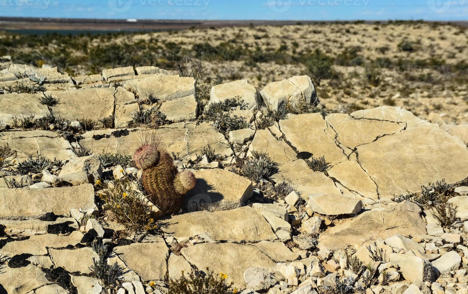 Cacti New Mexico. Echinocereus pectinatus -rubispinus, Rainbow Hedgehog Cactus in a rocky desert in New Mexico, USA photo