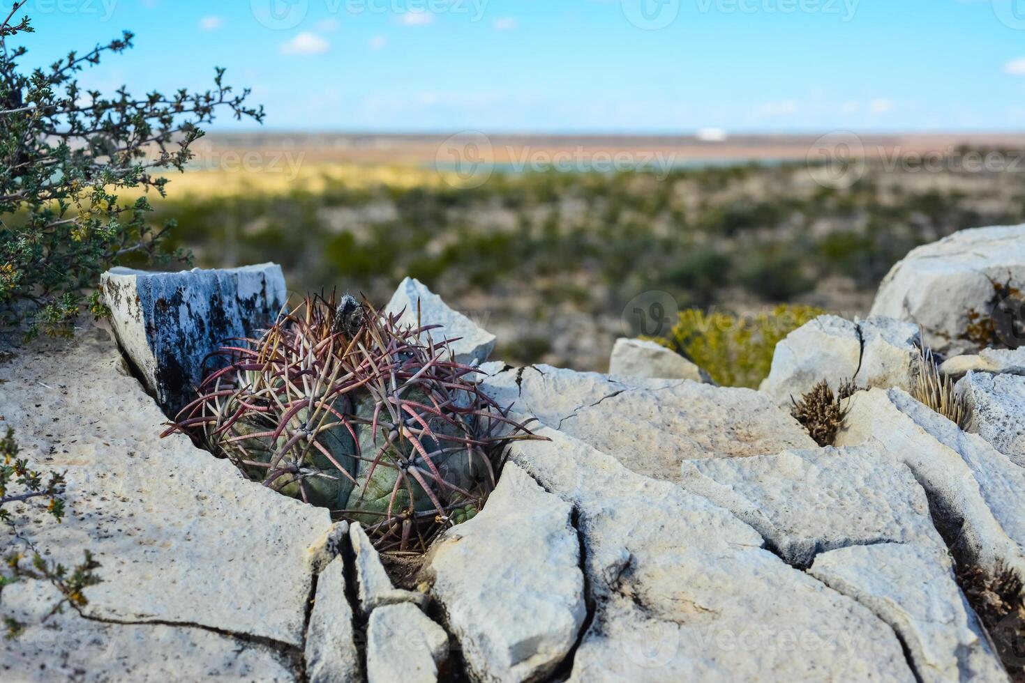 Cacti New Mexico. Eagle claws, Turk's head, devil's head Echinocactus horizonthalonius in a rocky desert in New Mexico, USA photo