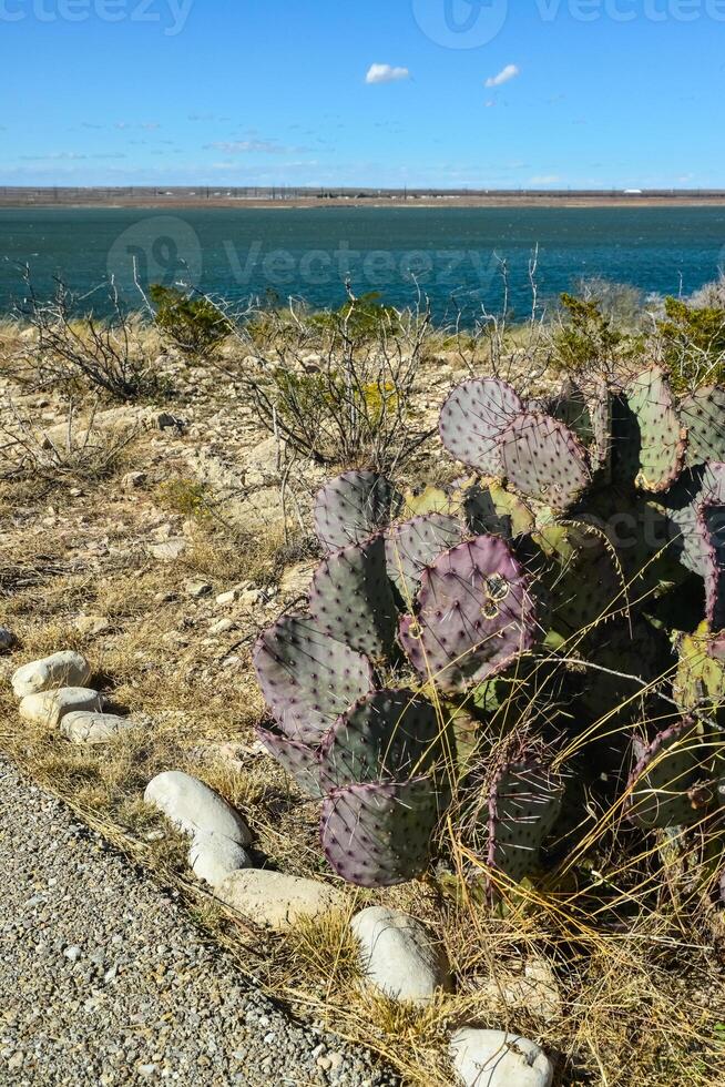 Cacti New Mexico. Prickly pear Opuntia sp. in a rocky desert in New Mexico, USA photo