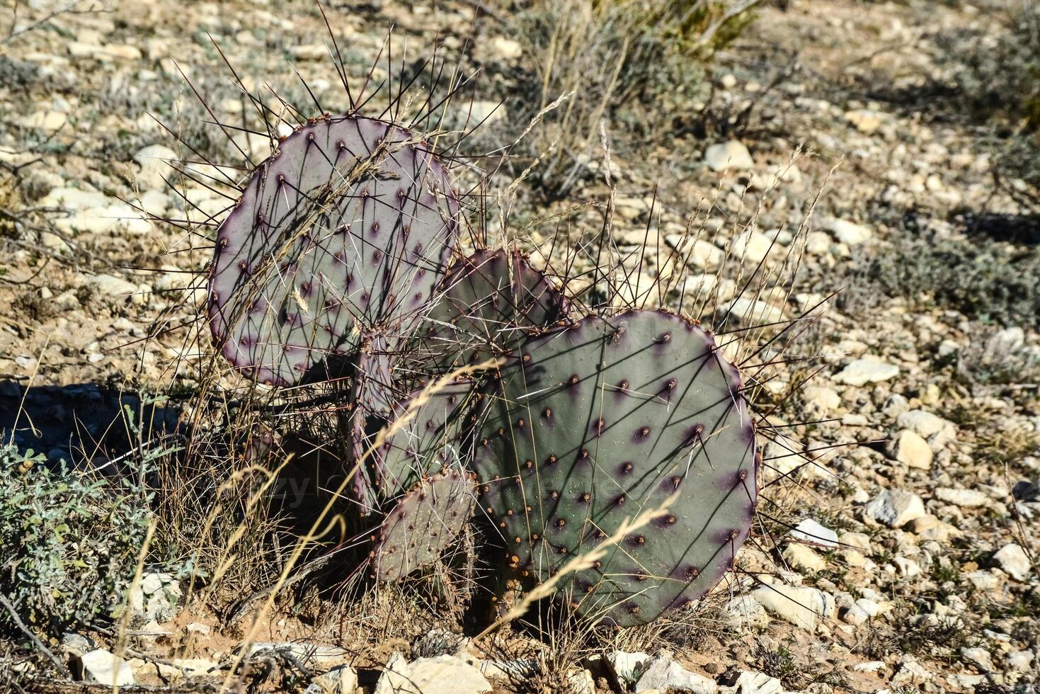 Cacti New Mexico. Prickly pear Opuntia sp. in a rocky desert in New Mexico, USA photo