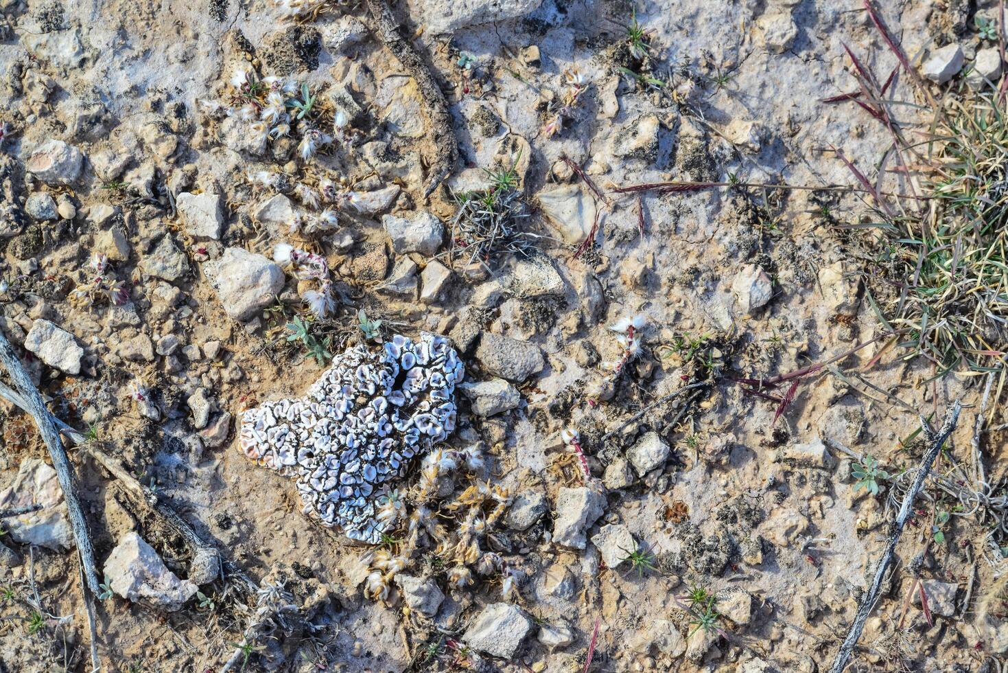 White lichen on a rock in a rocky desert in New Mexico photo