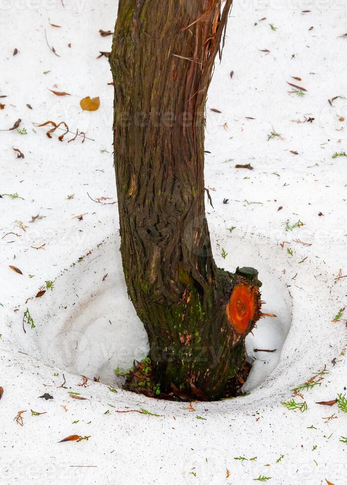 Snow melts around trees in spring, heat from the tree photo