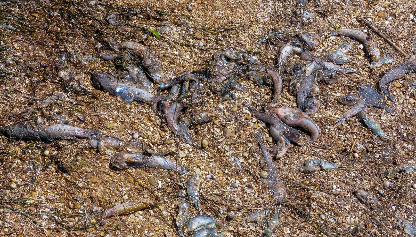 Eutrophication of the reservoir, the death of gobies and other fish in the Tiligul estuary. Water bloom, environmental problem photo