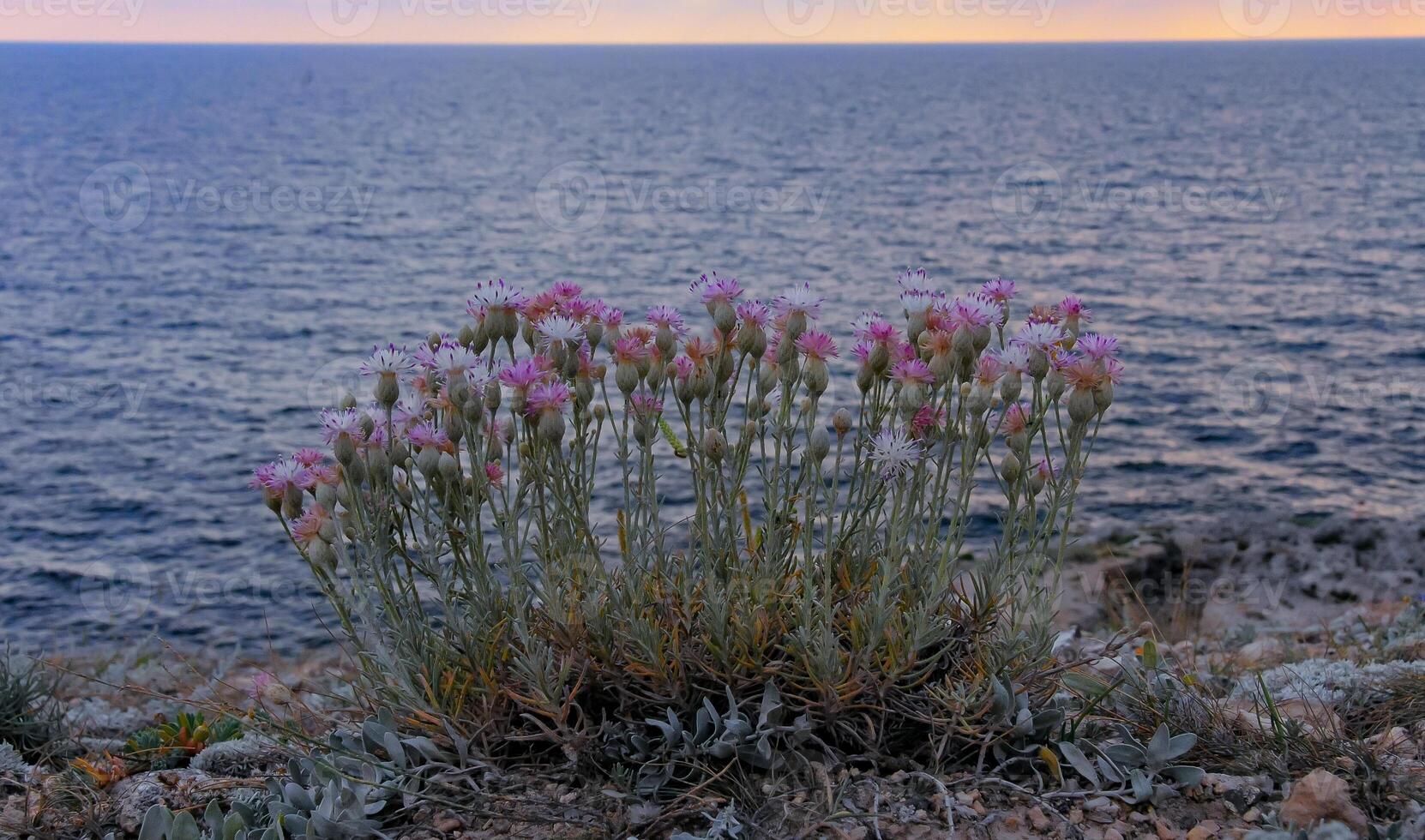 Flowering halophilic plant growing on a rocky shore in the eastern Crimea, Black Sea photo