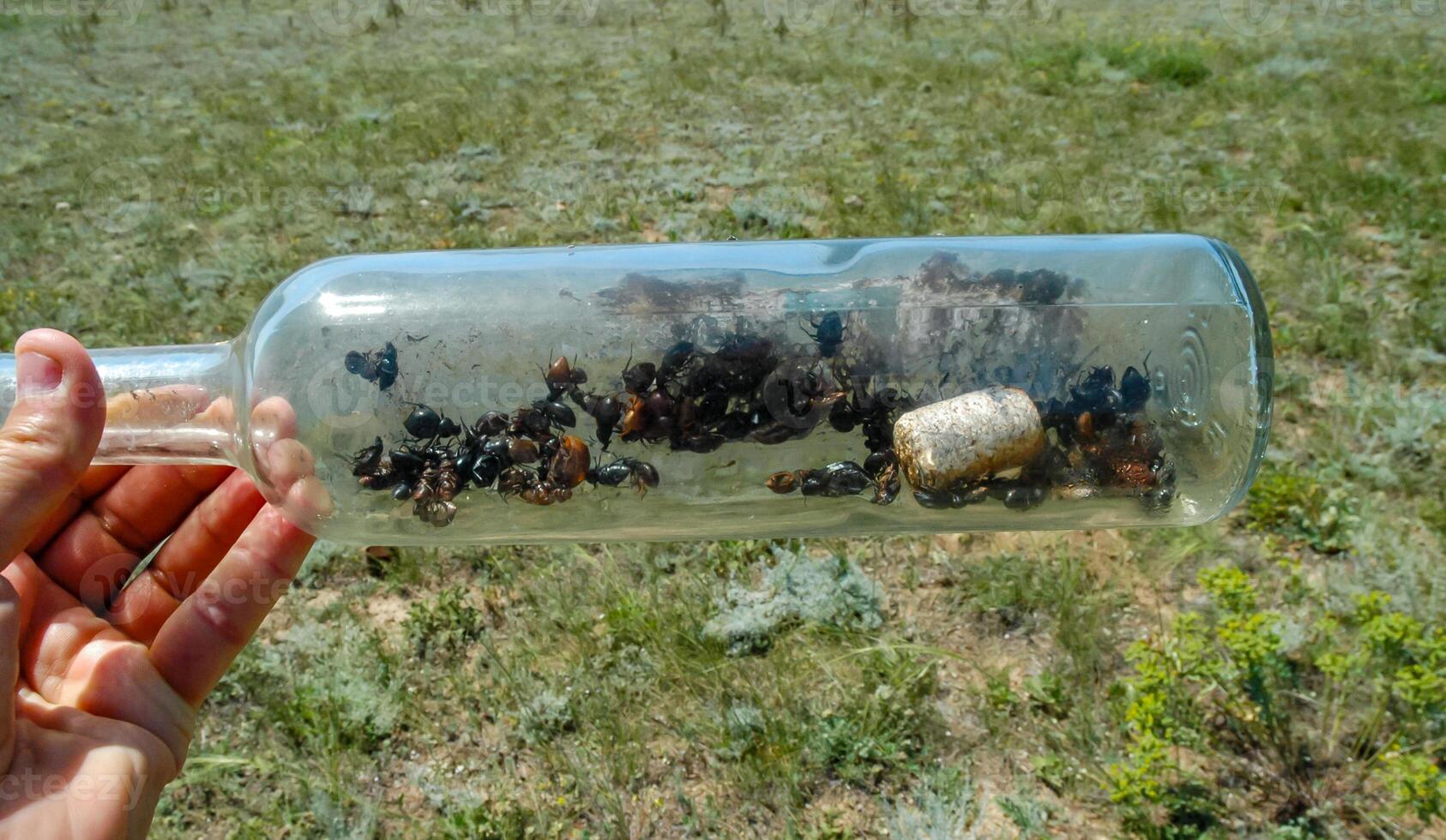 A glass bottle thrown in nature - an insect killer, an ecological problem of garbage in nature, Crimea, Tarkhankut Atlesh photo