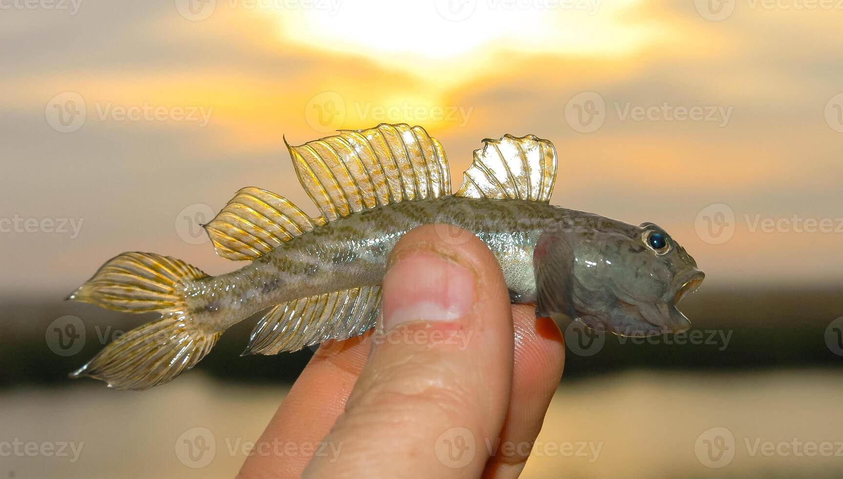 small fish goby in hand against the backdrop of sunset in the evening near Lake Yalpug, Ukraine photo