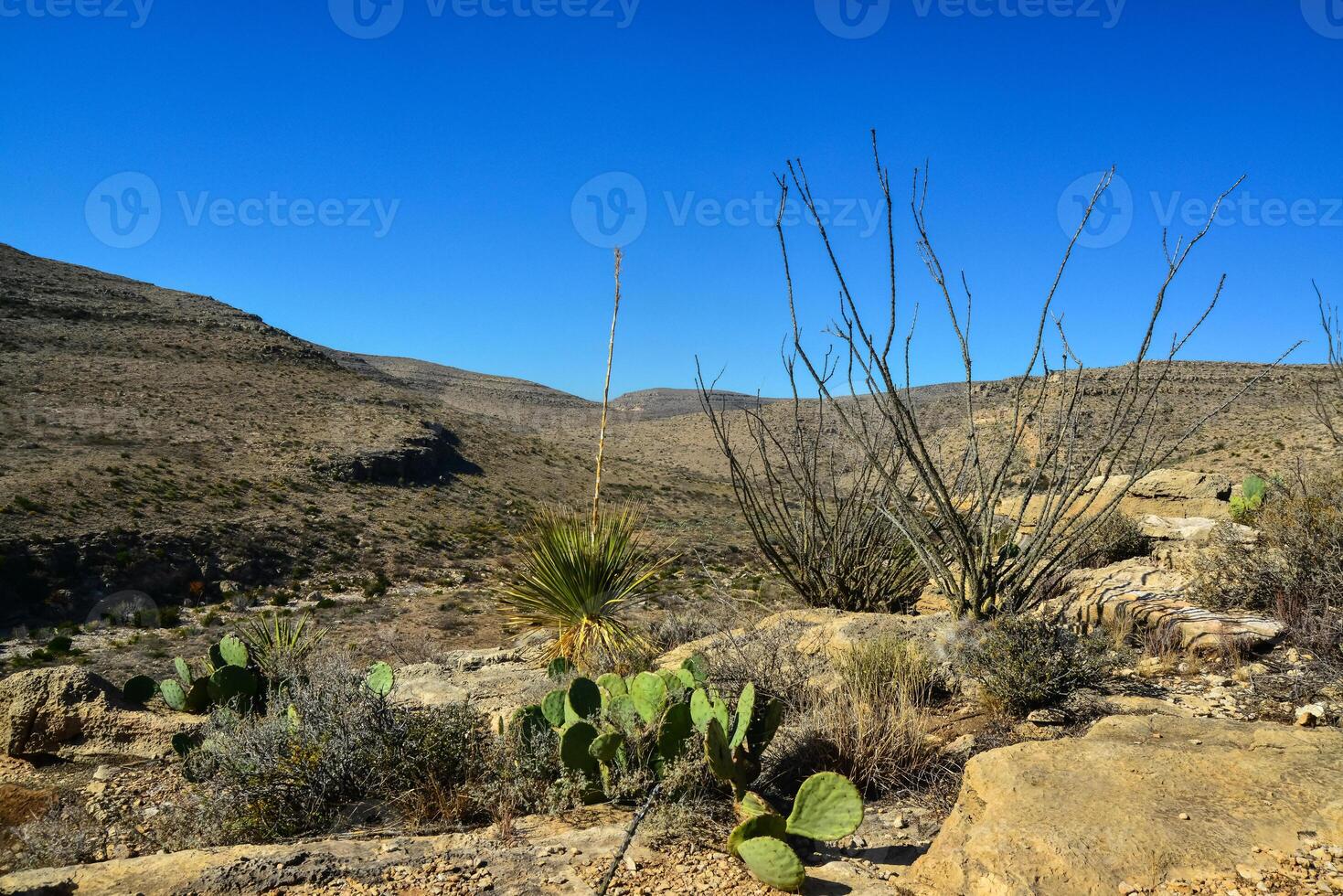 Agave, yucca, cacti and desert plants in a mountain valley landscape in New Mexico, photo