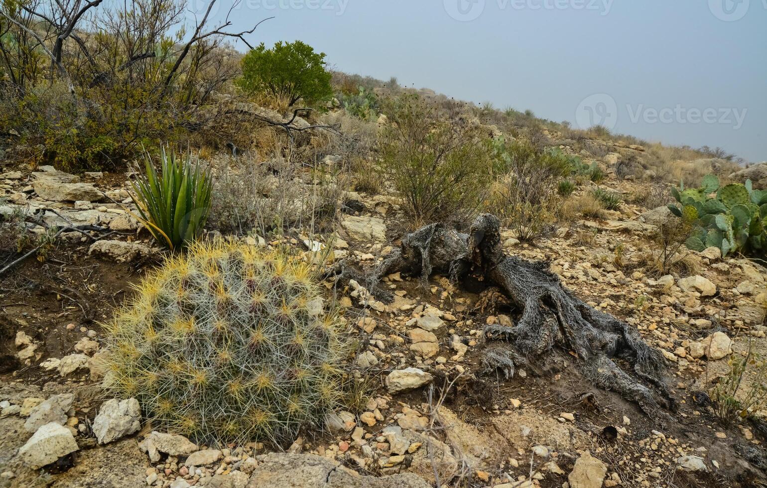 Cacti Echinocereus sp. and Opuntia, yucca, agaves and other desert plants in the mountains landscape in New Mexico, USA photo