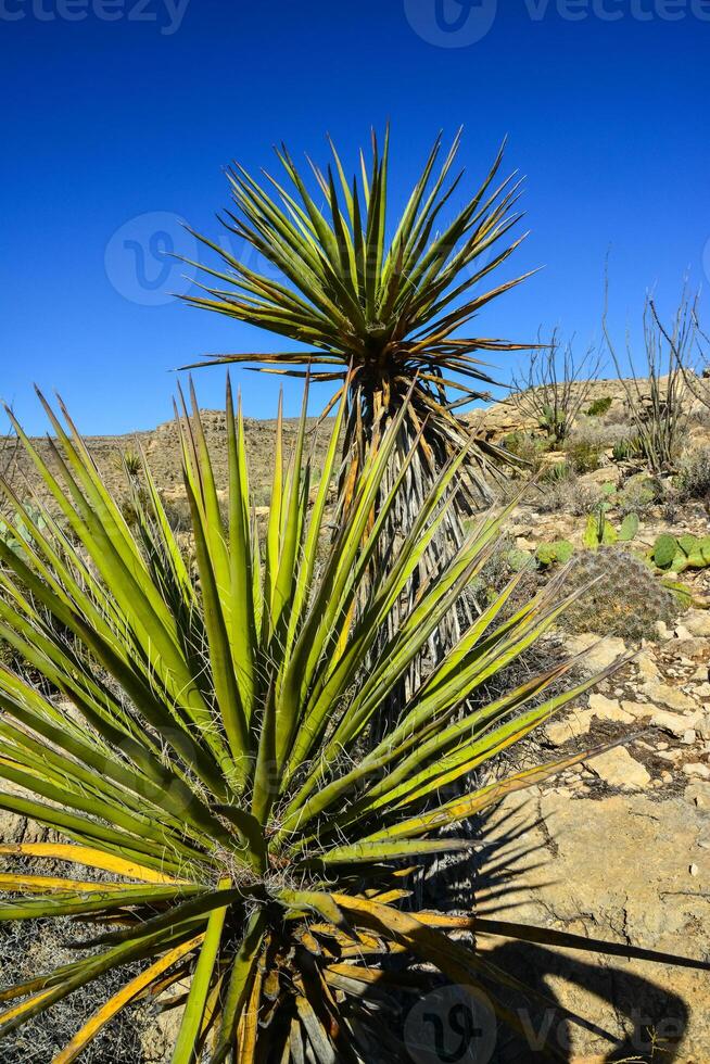 Agave, yucca, cacti and desert plants in a mountain valley landscape in New Mexico, photo