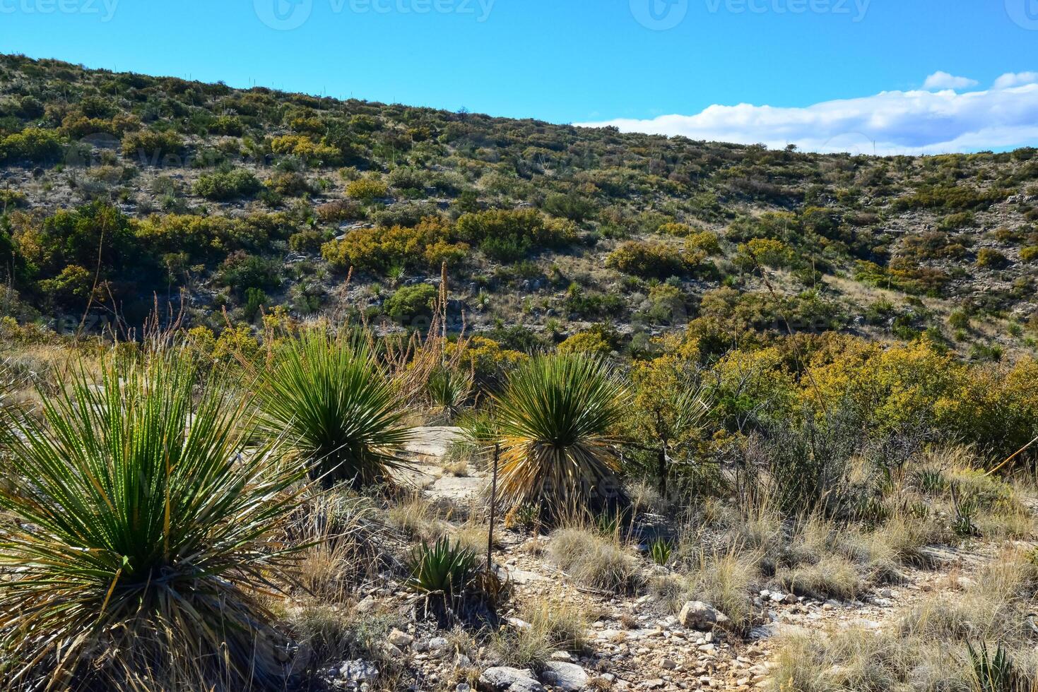 Agave, yucca, cacti and desert plants in a mountain valley landscape in New Mexico, photo