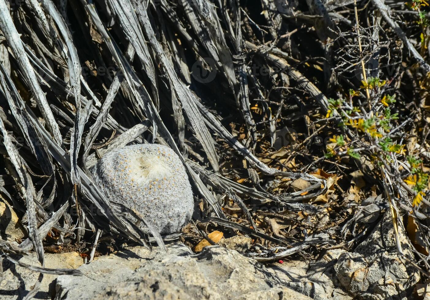 Cacti and other desert plants grow among stones in a mountain landscape in New Mexico, USA photo