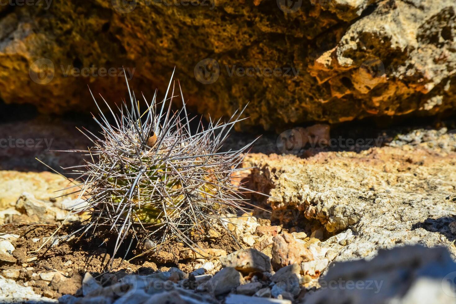 Cacti Echinocereus sp. and Opuntia, yucca, agaves and other desert plants in the mountains landscape in New Mexico, USA photo