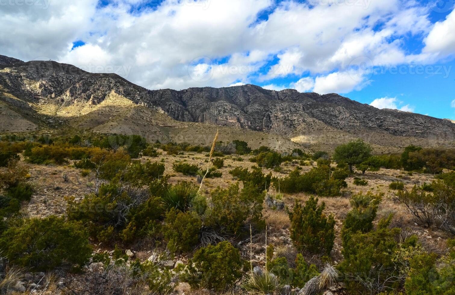 Agave, yucca, cacti and desert plants in a mountain valley landscape in New Mexico, photo