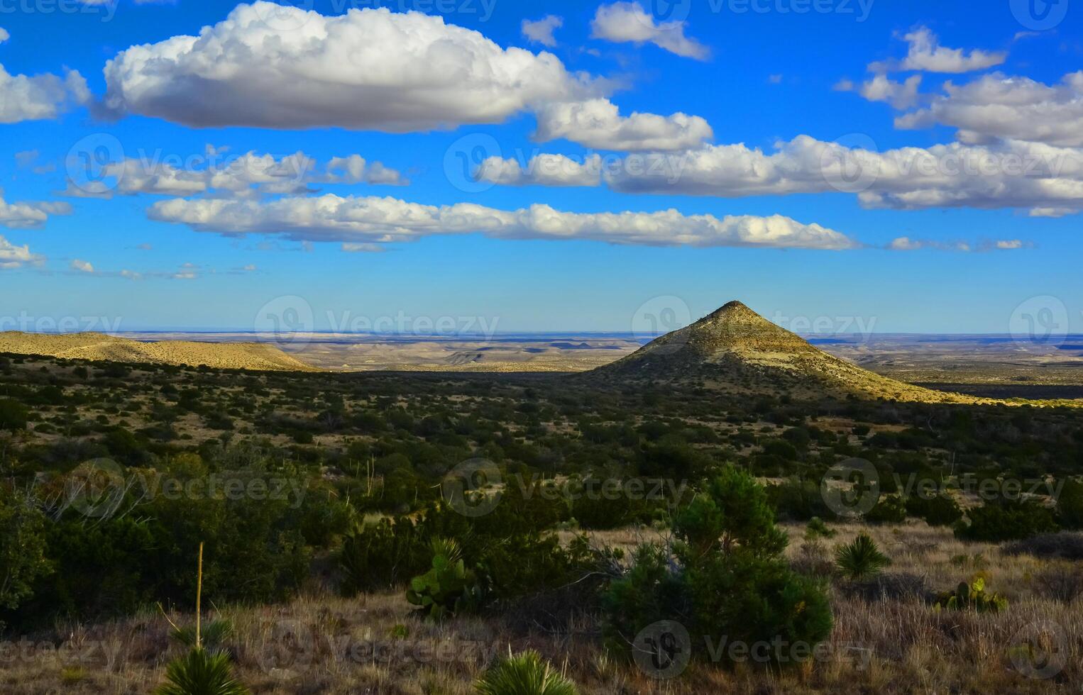 Dry tree, cacti and other desert plants on a cone-shaped landscape in Guadalupe National Park, New Mexico photo