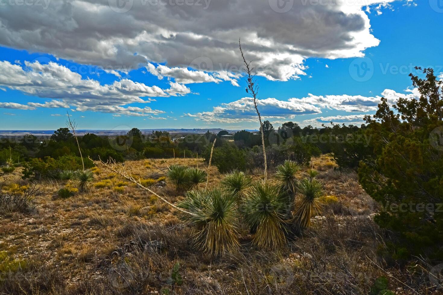 Agave, yucca, cacti and desert plants in a mountain valley landscape in New Mexico, photo