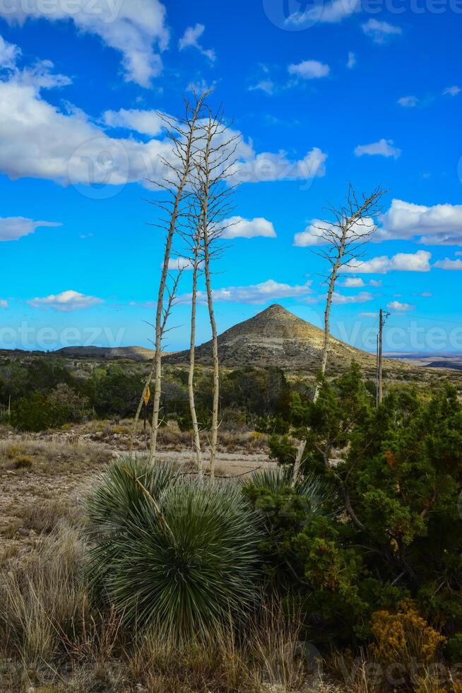 Agave, yucca, cacti and desert plants in a mountain valley landscape in New Mexico, photo