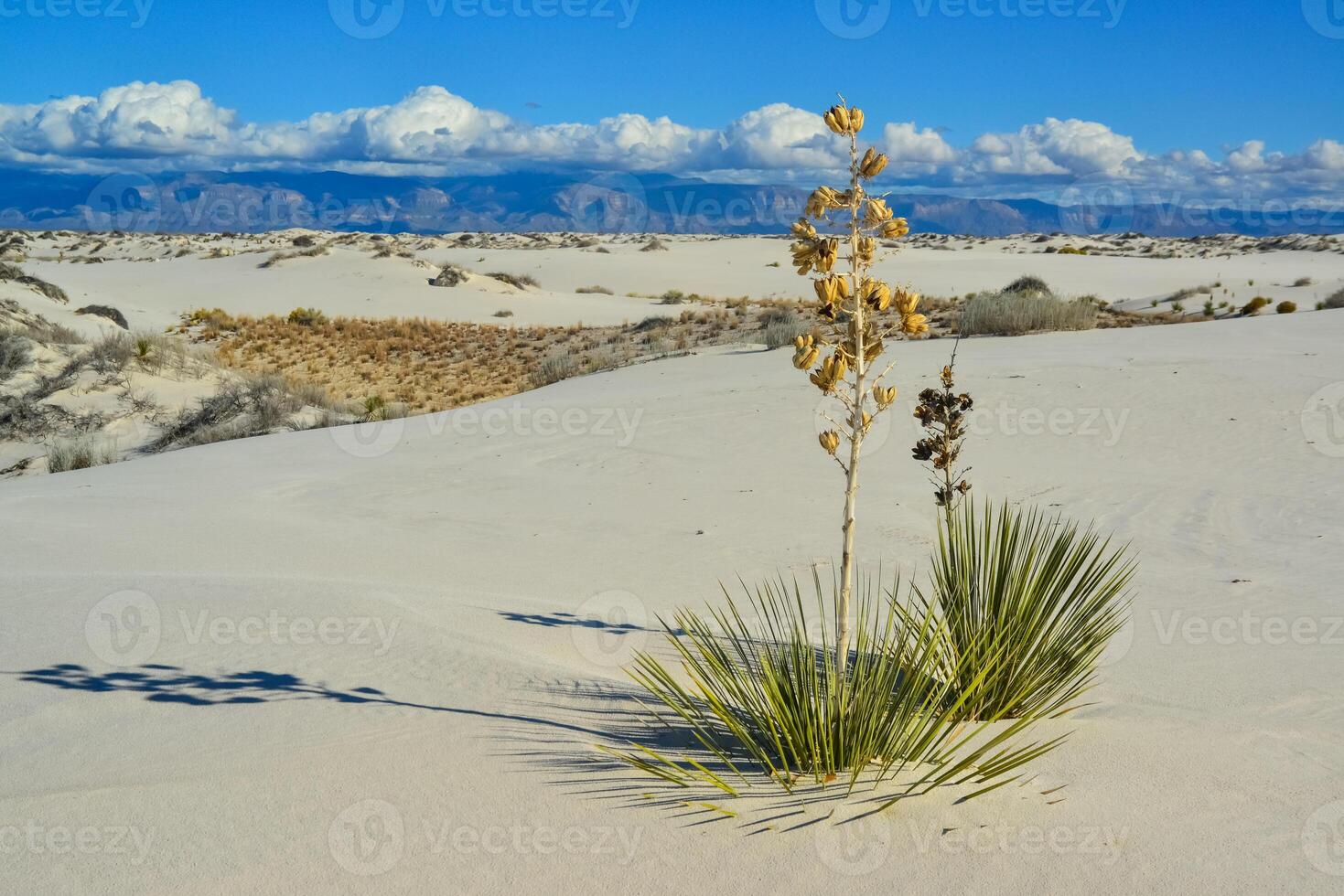 Yucca plants growing in White Sands National Monument, New Mexico, USA photo