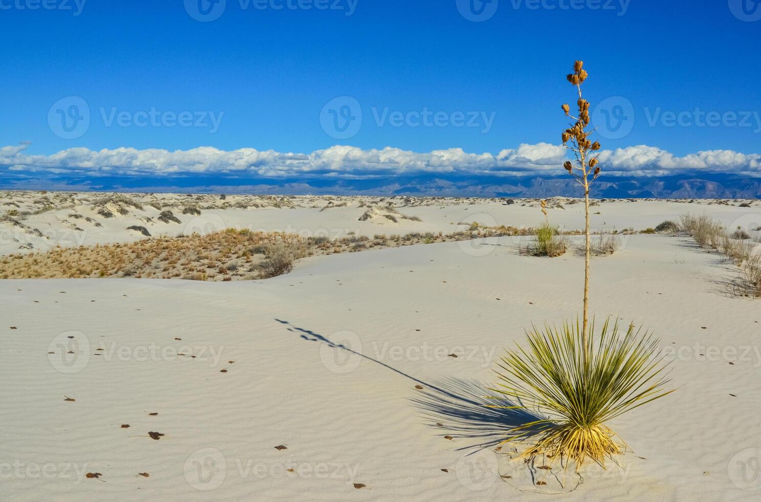 Yucca plants growing in White Sands National Monument, New Mexico, USA photo