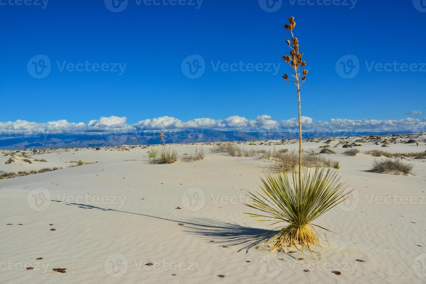 Yucca plants growing in White Sands National Monument, New Mexico, USA photo