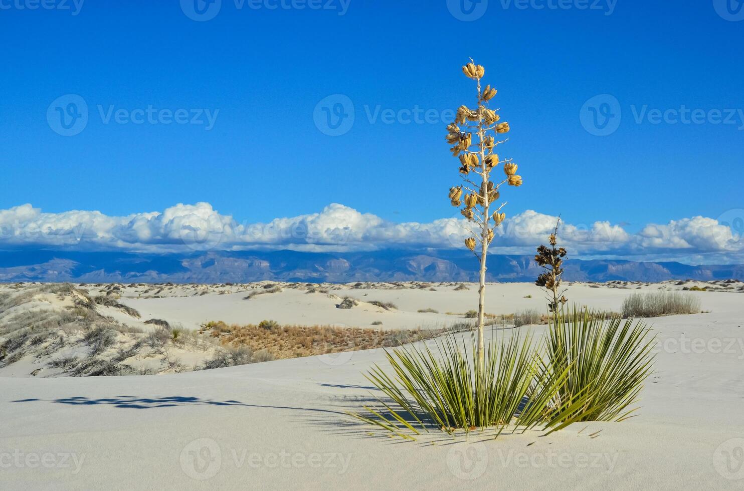 Drought-resistant desert plants and Yucca plants growing in White Sands National Monument, New Mexico, USA photo