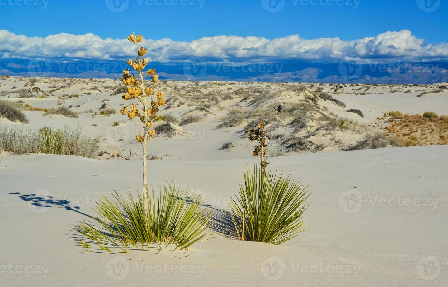 Yucca plants growing in White Sands National Monument, New Mexico, USA photo