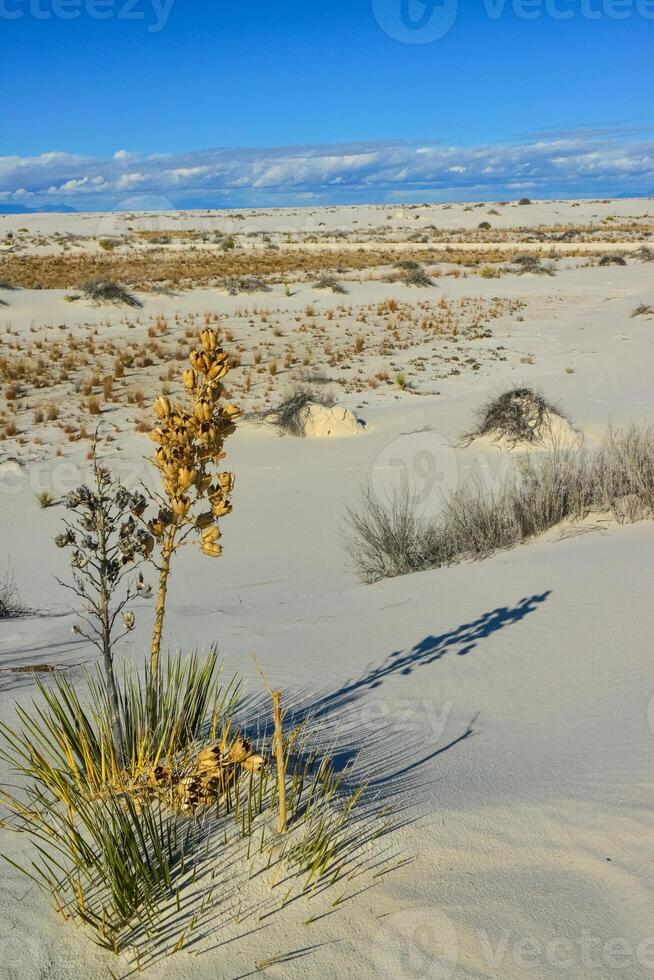 Drought-resistant desert plants and Yucca plants growing in White Sands National Monument, New Mexico, USA photo