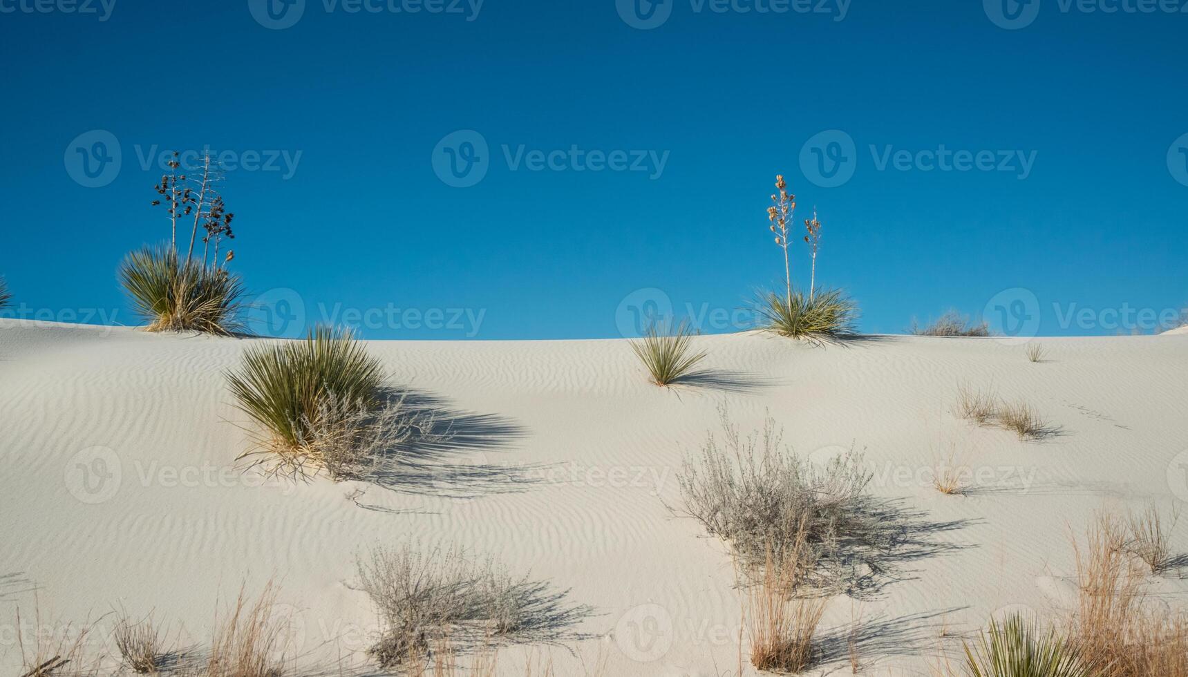 Yucca plants growing in White Sands National Monument, New Mexico, USA photo