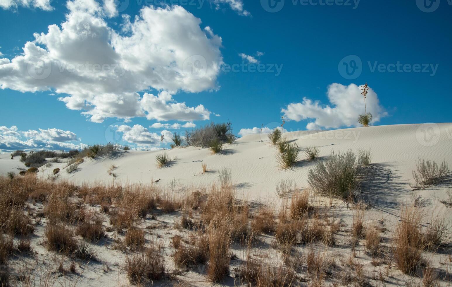 Drought-resistant desert plants and Yucca plants growing in White Sands National Monument, New Mexico, USA photo