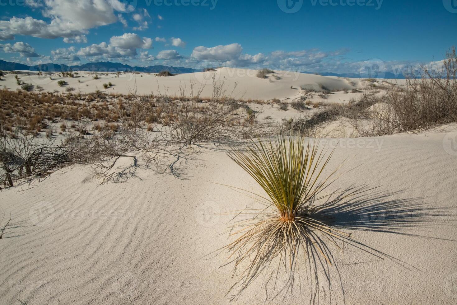 Yucca plants growing in White Sands National Monument, New Mexico, USA photo