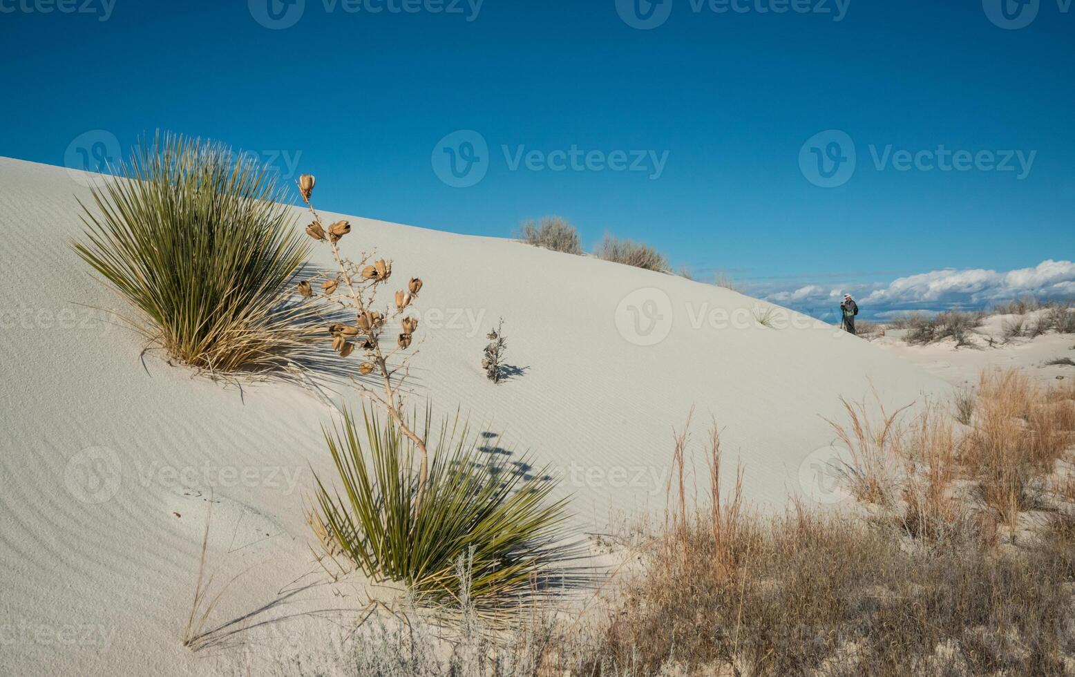 Yucca plants growing in White Sands National Monument, New Mexico, USA photo