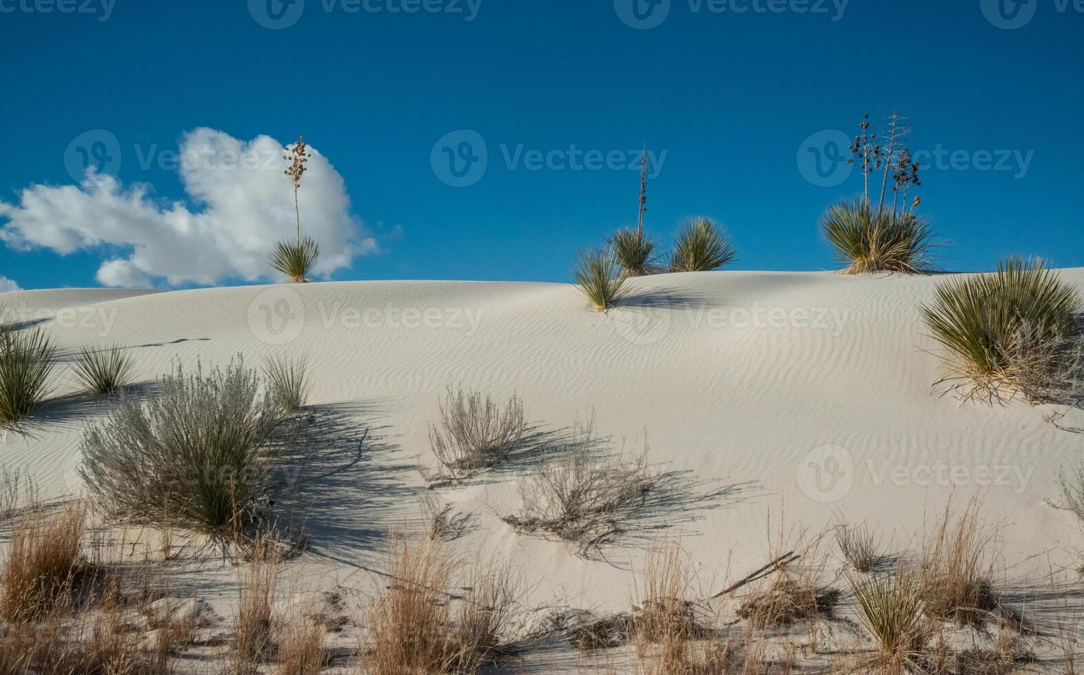 Yucca plants growing in White Sands National Monument, New Mexico, USA photo
