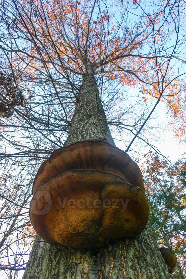 Parasitic fungi Tinder fungus on a tree trunk in the autumn forest, Princeton County, USA photo