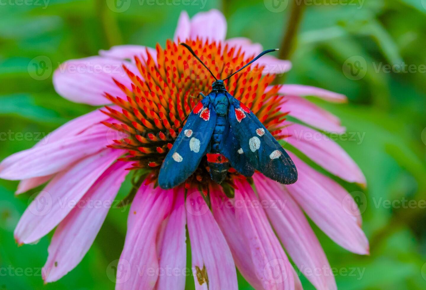 burnet moth Zygaena ephialtes, butterflies sit on an echinacea flower and drink nectar photo