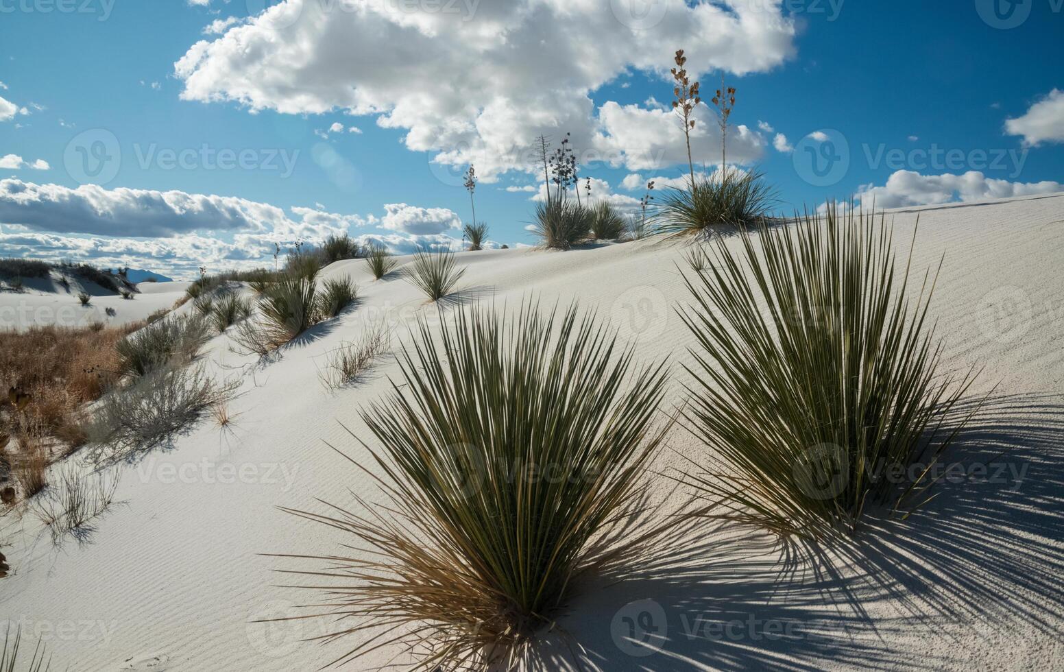Yucca plants growing in White Sands National Monument, New Mexico, USA photo