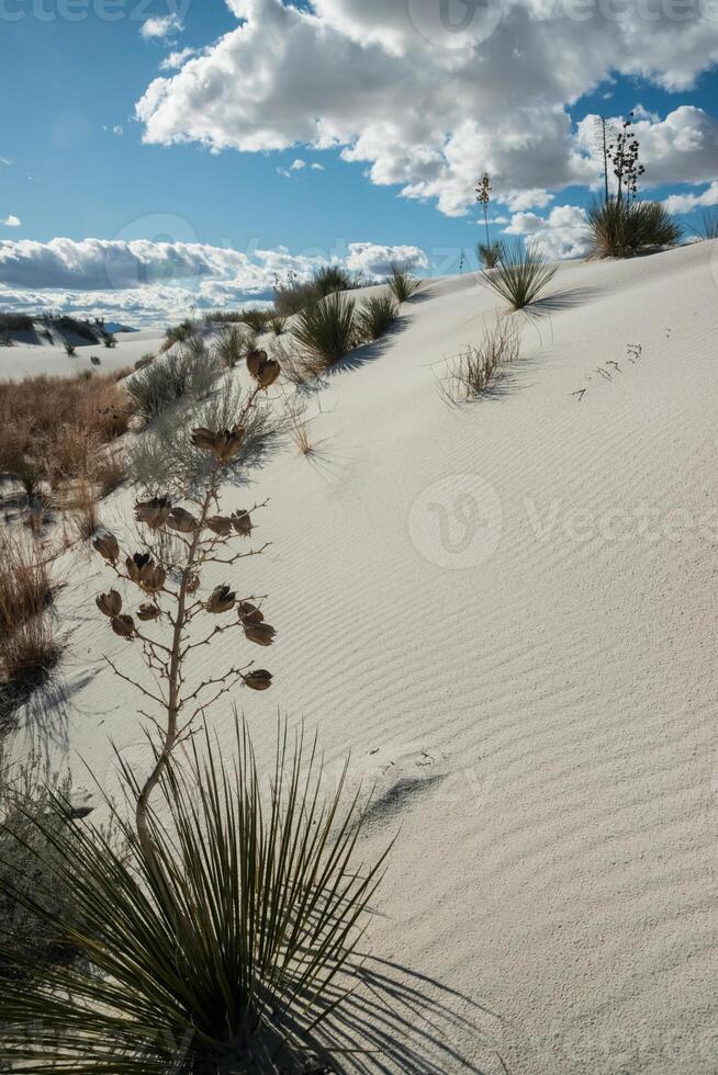 Yucca plants growing in White Sands National Monument, New Mexico, USA photo