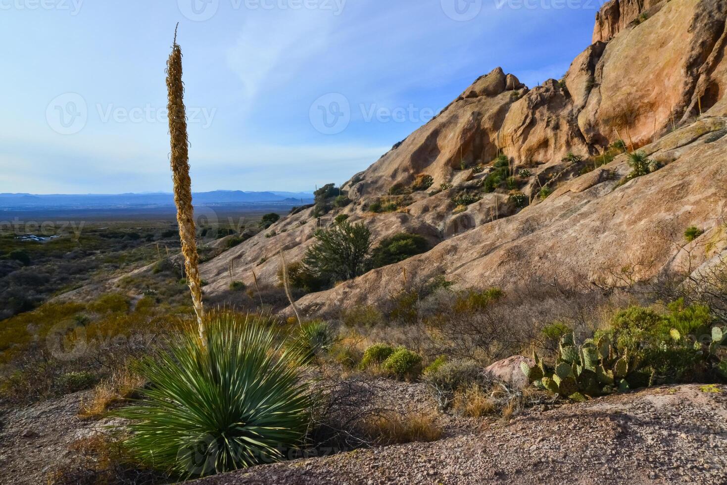 Mountain landscape with yucca, cacti and desert plants in Organ Mountains-Desert Peaks National Monument in New Mexico, USA photo