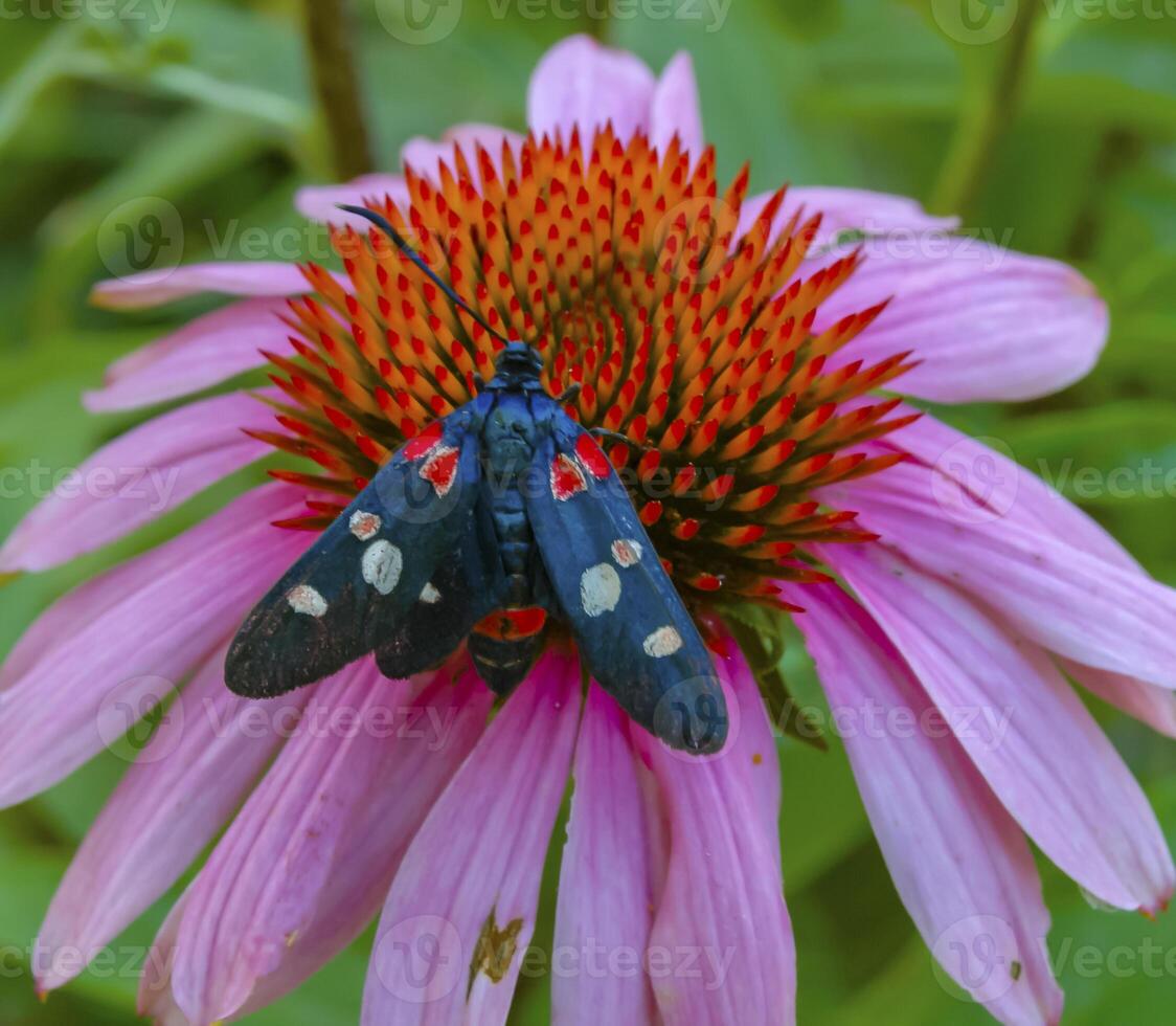 burnet moth Zygaena ephialtes, butterflies sit on an echinacea flower and drink nectar photo