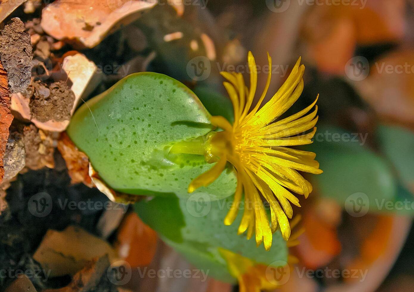 Conophytum bilobum, succulent plant with succulent leaves photo