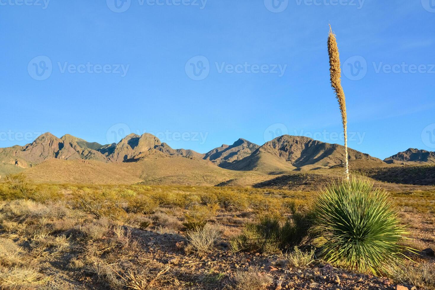 Mountain landscape with yucca, cacti and desert plants in Organ Mountains-Desert Peaks National Monument in New Mexico, USA photo