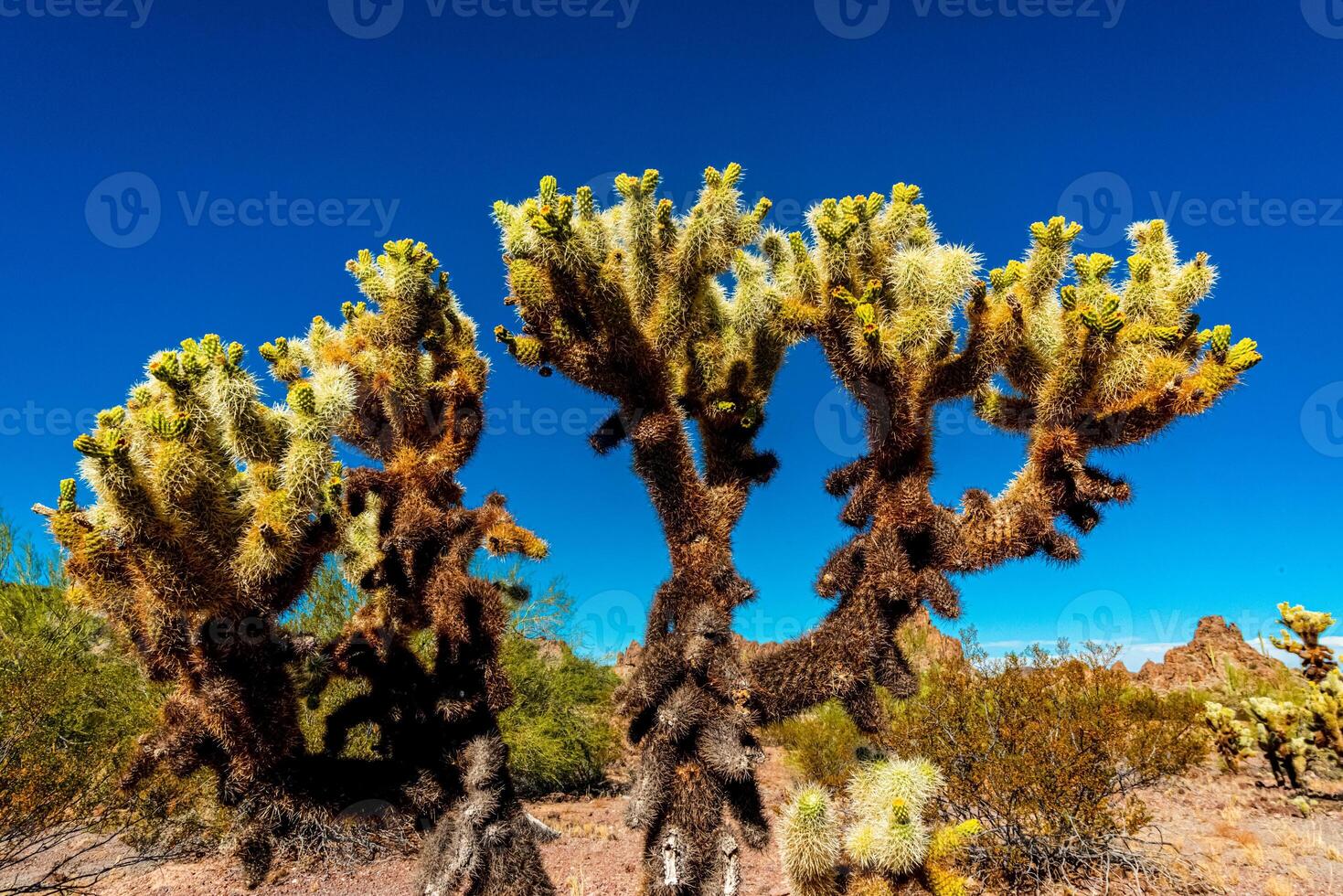 Desert landscape with cacti, in the foreground fruits with cactus seeds, Cylindropuntia sp. in a Organ Pipe Cactus National Monument, Arizona photo