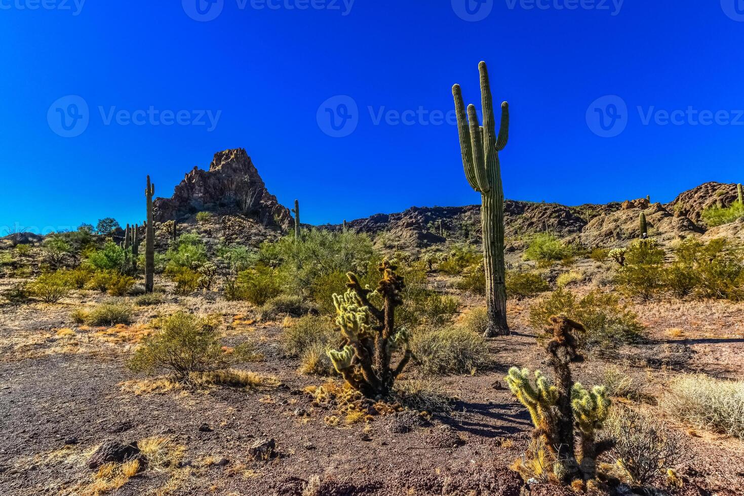 Desert landscape with cacti, in the foreground fruits with cactus seeds, Cylindropuntia sp. in a Organ Pipe Cactus National Monument, Arizona photo