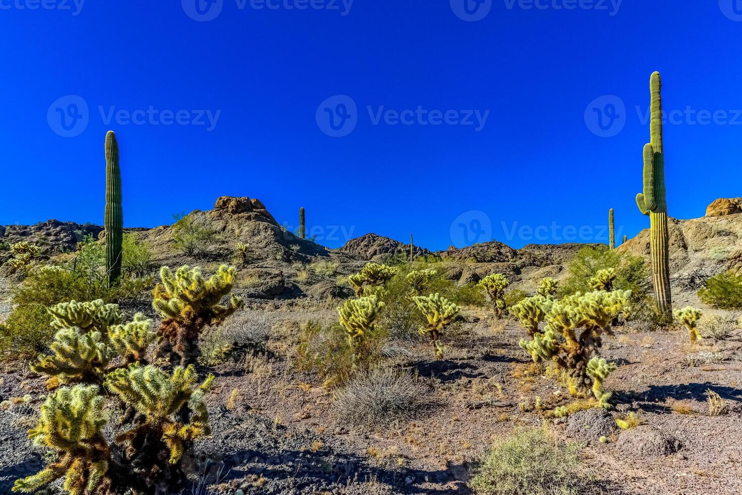 Desert landscape with cacti, in the foreground fruits with cactus seeds, Cylindropuntia sp. in a Organ Pipe Cactus National Monument, Arizona photo