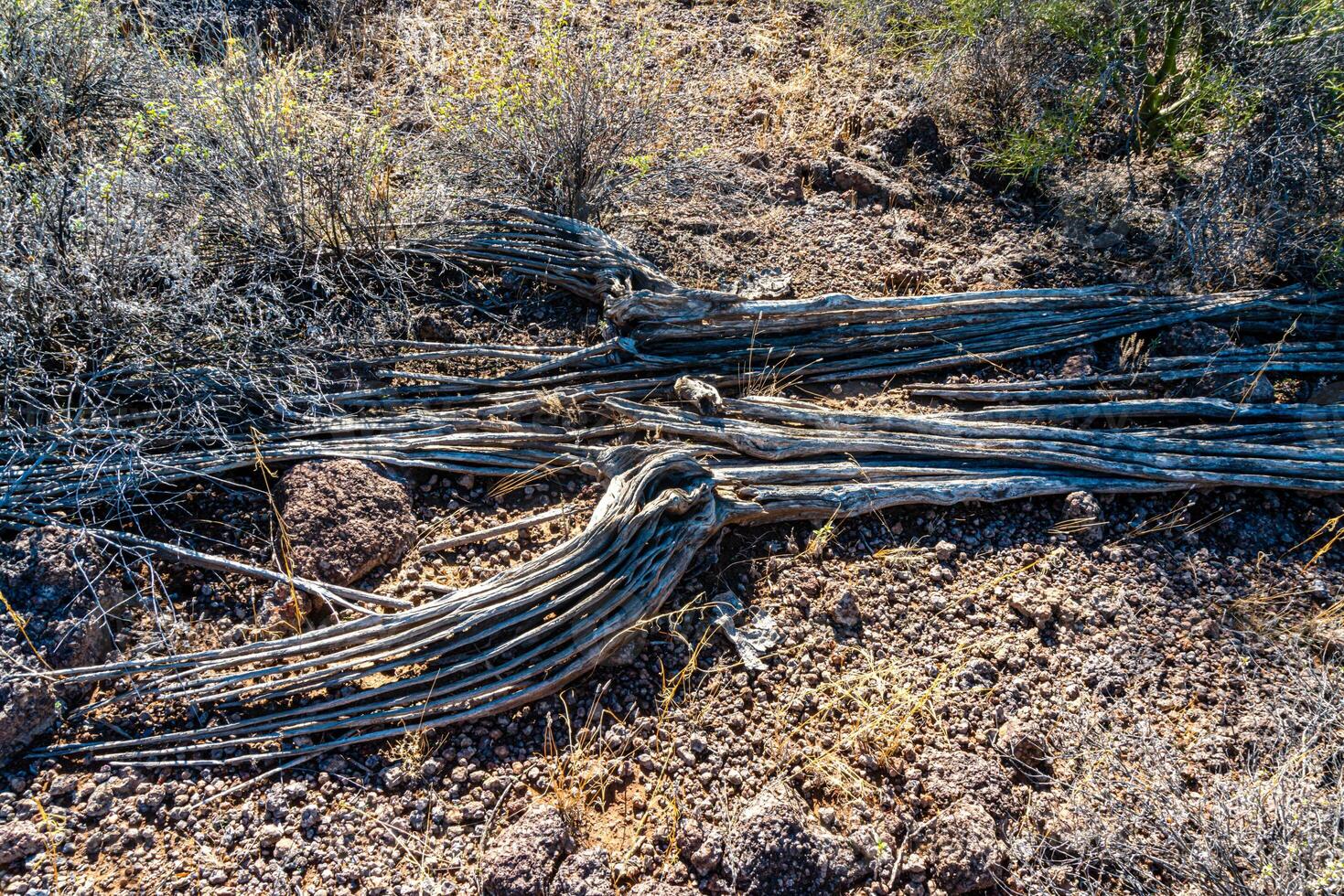 Dead cactus wood Giant Saguaros Carnegiea gigantea. Organ Pipe Cactus National Monument, Arizona USA photo