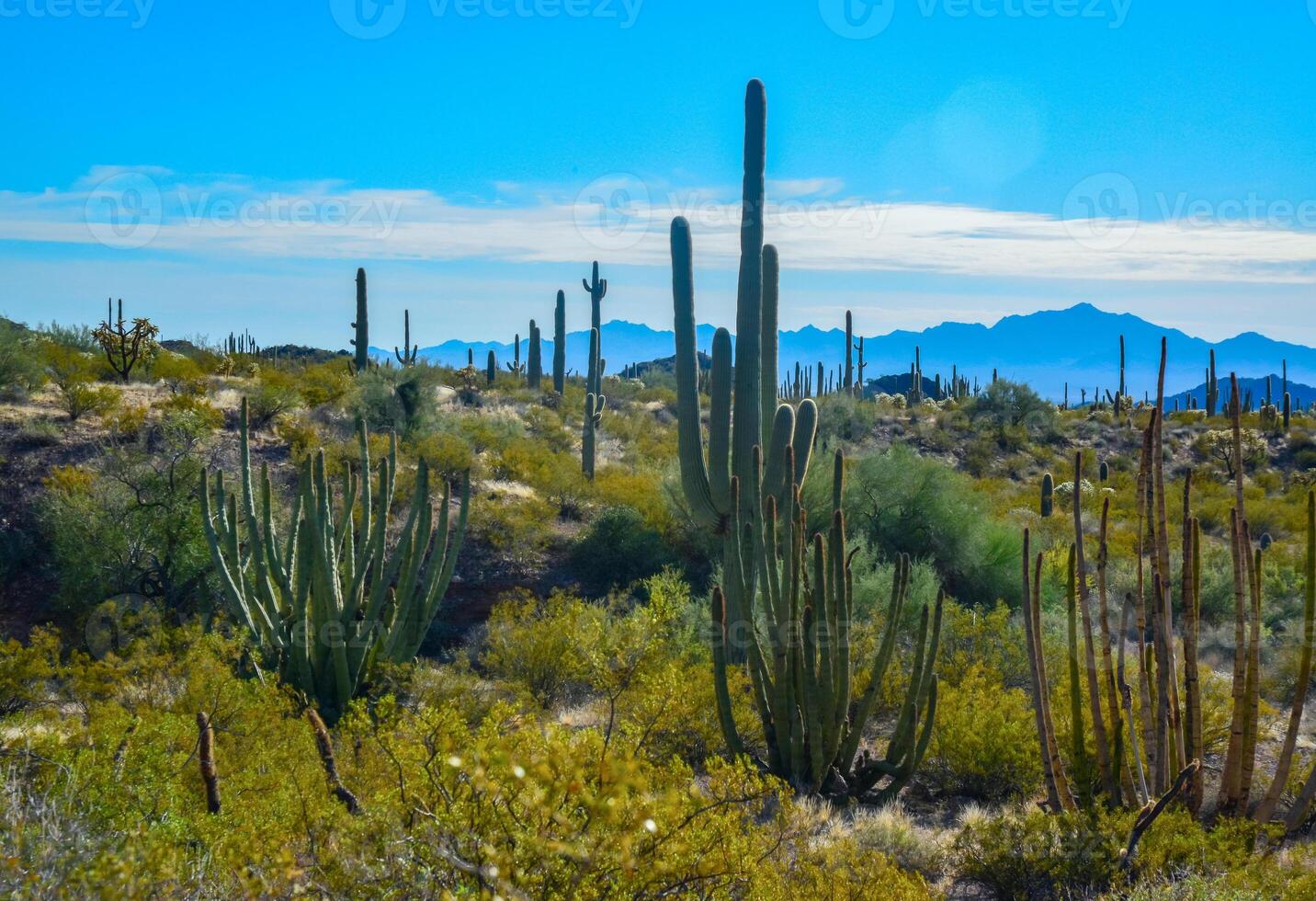 Arizona, Organ pipe national park, Group of large cacti against a blue sky Stenocereus thurberi and Carnegiea gigantea photo