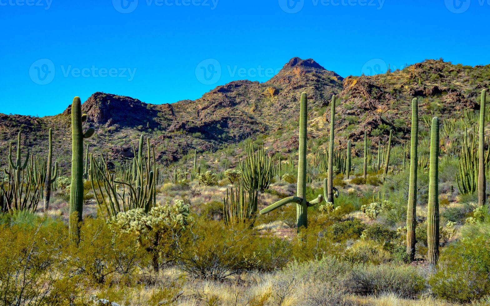 Desert landscape with cacti, in the foreground fruits with cactus seeds, Cylindropuntia sp. in a Organ Pipe Cactus National Monument, Arizona photo