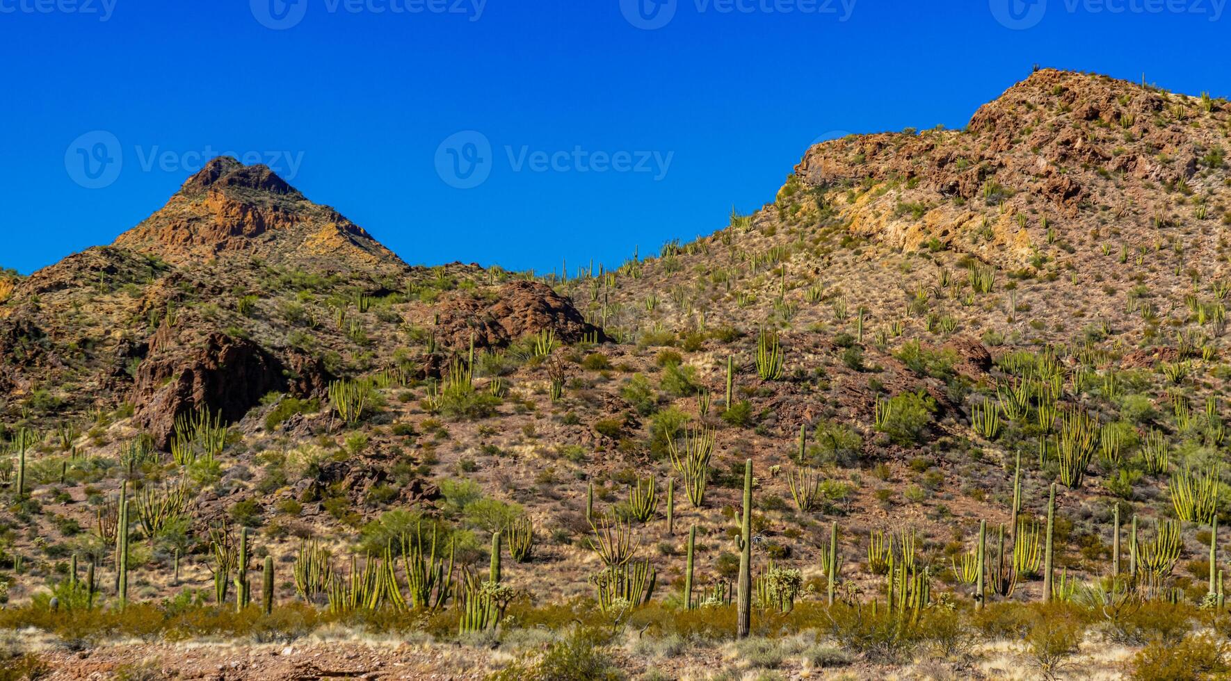 Arizona desert landscape, giant cacti Saguaro cactus Carnegiea gigantea against the blue sky, USA photo