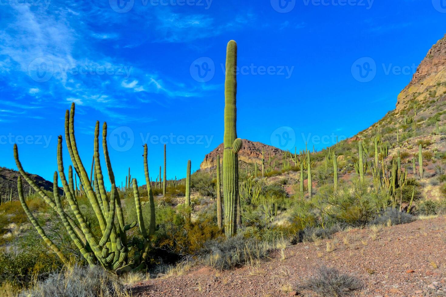 Organ pipe national park, Group of large cacti against a blue sky Stenocereus thurberi and Carnegiea gigantea, Arizona photo