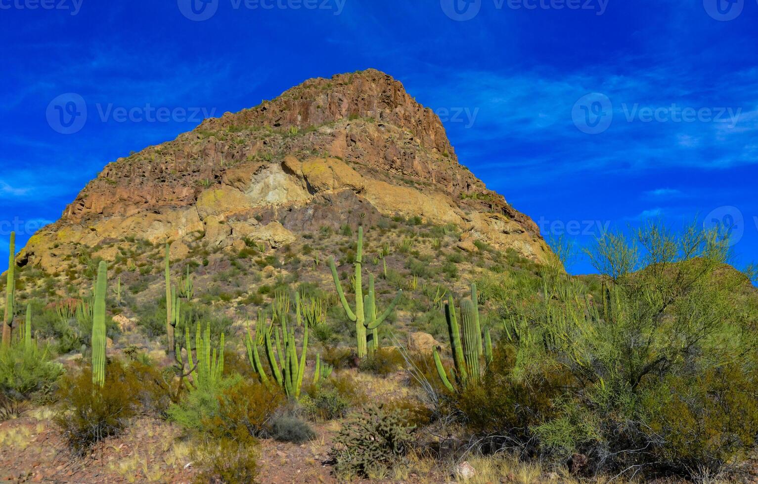 Organ pipe national park, Group of large cacti against a blue sky Stenocereus thurberi and Carnegiea gigantea, Arizona photo