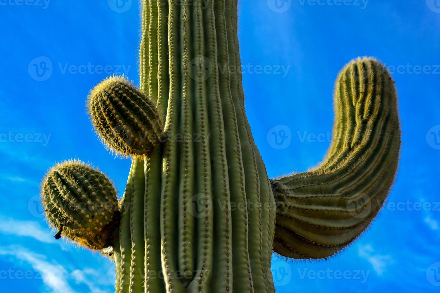 Medium shot, giant cactus Saguaro cactus Carnegiea gigantea against the blue sky, Arizona USA photo