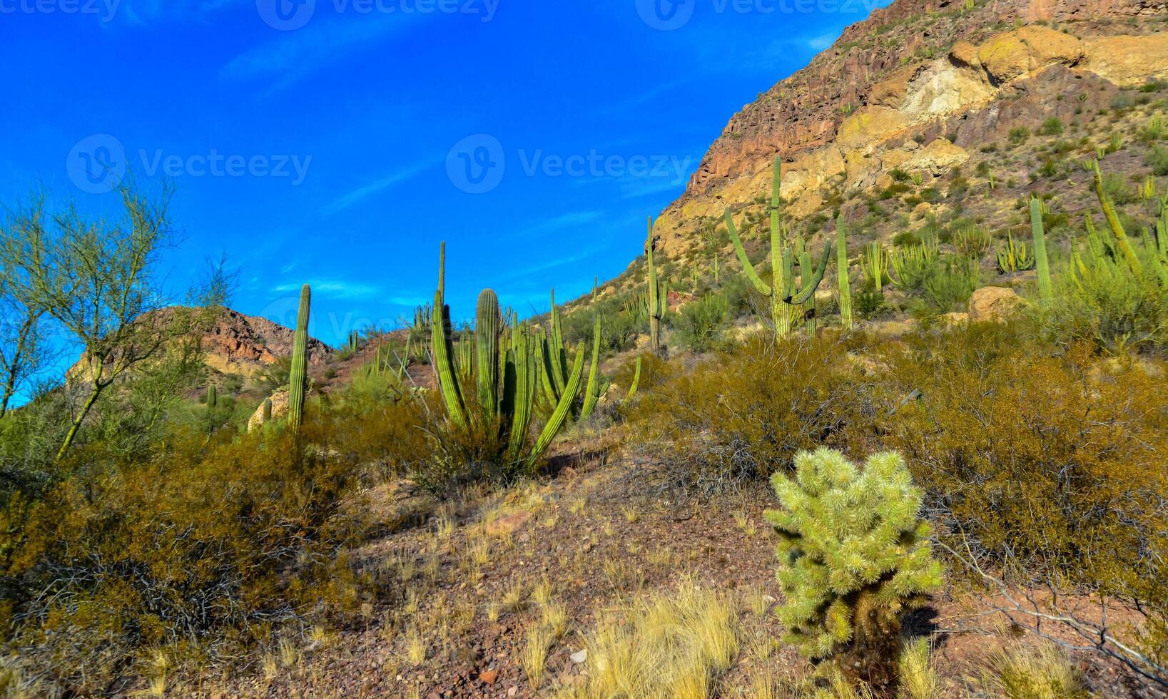 Desert landscape with cacti, in the foreground fruits with cactus seeds, Cylindropuntia sp. in a Organ Pipe Cactus National Monument, Arizona photo